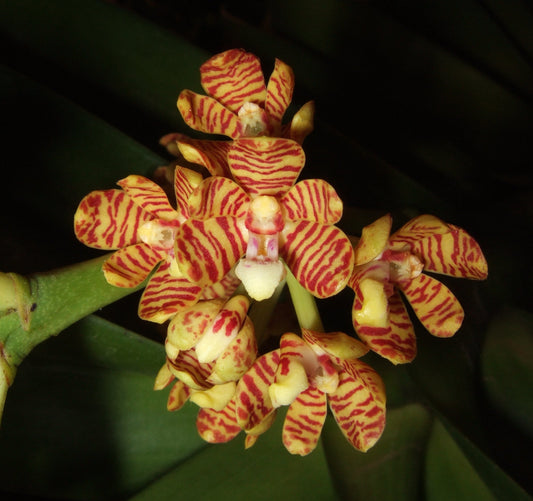Aerides rigida (Red)