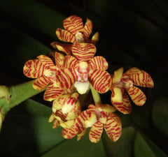 Aerides rigida x self (BEAUTIFUL SPECIES)