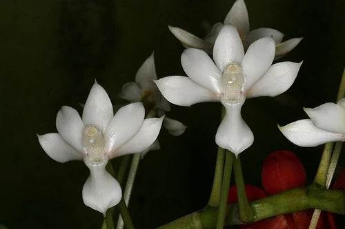 Angraecum buyssonii (Species From Madagascar)