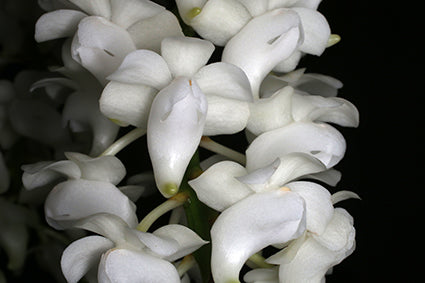 Aerides Magnifica fma alba