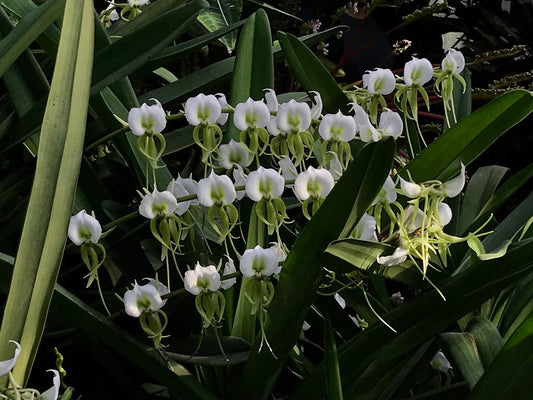 TOP Angraecum superbum