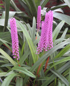 Arpophyllum giganteum