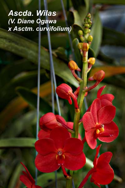Vanda Kultana Scarlet (4n) x Ascda. Wilas (4n)