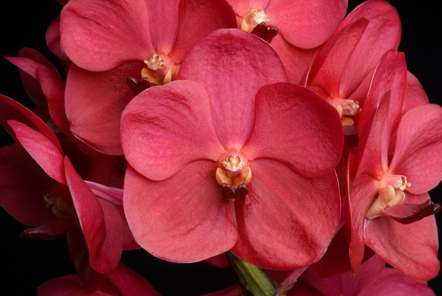 Vanda Udomchai Beauty