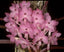 TOP Ascocentrum christensonianum (Vietnam) Vanda christensoniana