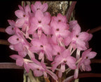 IN SPIKE NOW  Vanda christensoniana (SPECIES FROM Vietnam)