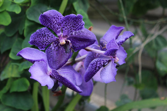 Vanda Coerulea 'Complex'