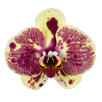Phalaenopsis Exotic Punch (Healthy in 50mm pot)