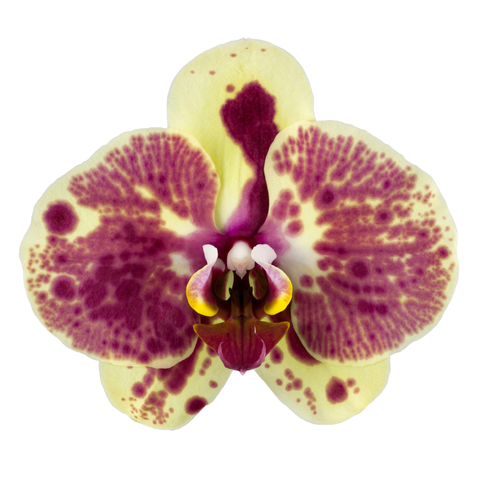 Phalaenopsis Exotic Punch (Healthy in 50mm pot)