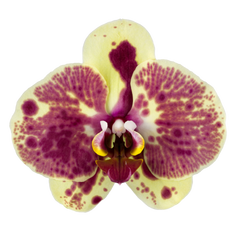 Phalaenopsis Exotic Punch (Healthy in 50mm pot)