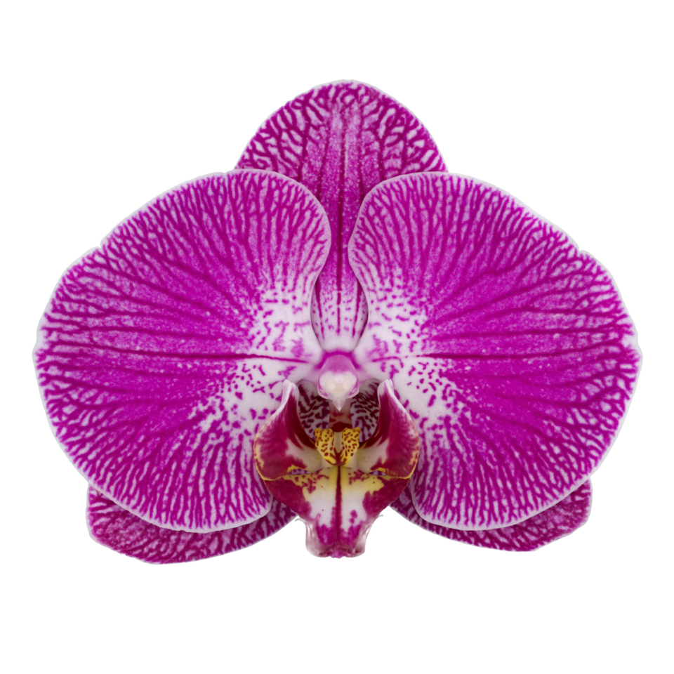 Phalaenopsis Sangria (Healthy in 50mm pot) – The Orchid Patio