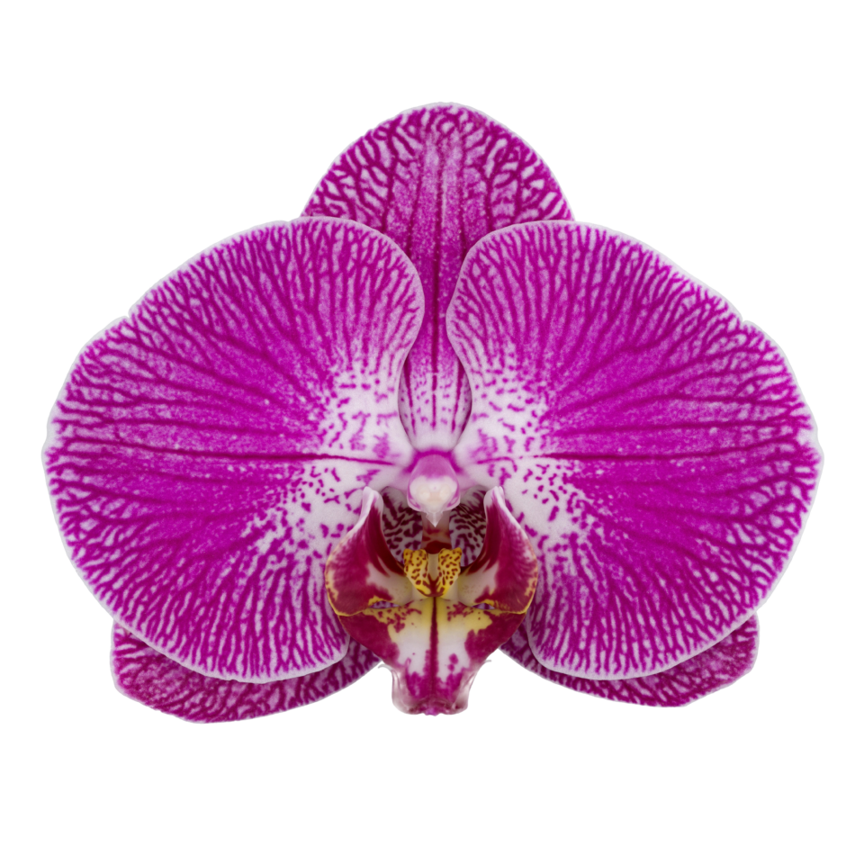 Phalaenopsis Sangria (Healthy in 50mm pot) Main image