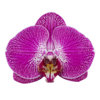 Phalaenopsis Sangria (Healthy in 50mm pot)
