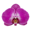 Phalaenopsis Sangria (Healthy in 50mm pot)