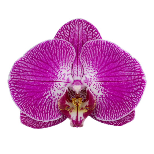 Phalaenopsis Sangria (Healthy in 50mm pot)