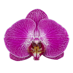 Phalaenopsis Sangria (Healthy in 50mm pot)