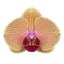 Phalaenopsis Carribean Dream (Healthy in 50mm pot)