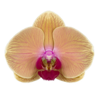 PACK OF 10 MERICLONE PHALAENOPSIS HYBRIDS