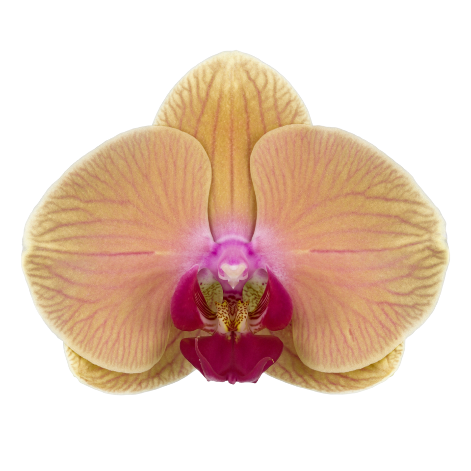 PACK OF 10 MERICLONE PHALAENOPSIS HYBRIDS