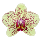Phalaenopsis Florida Sun (Healthy in 50mm pot)