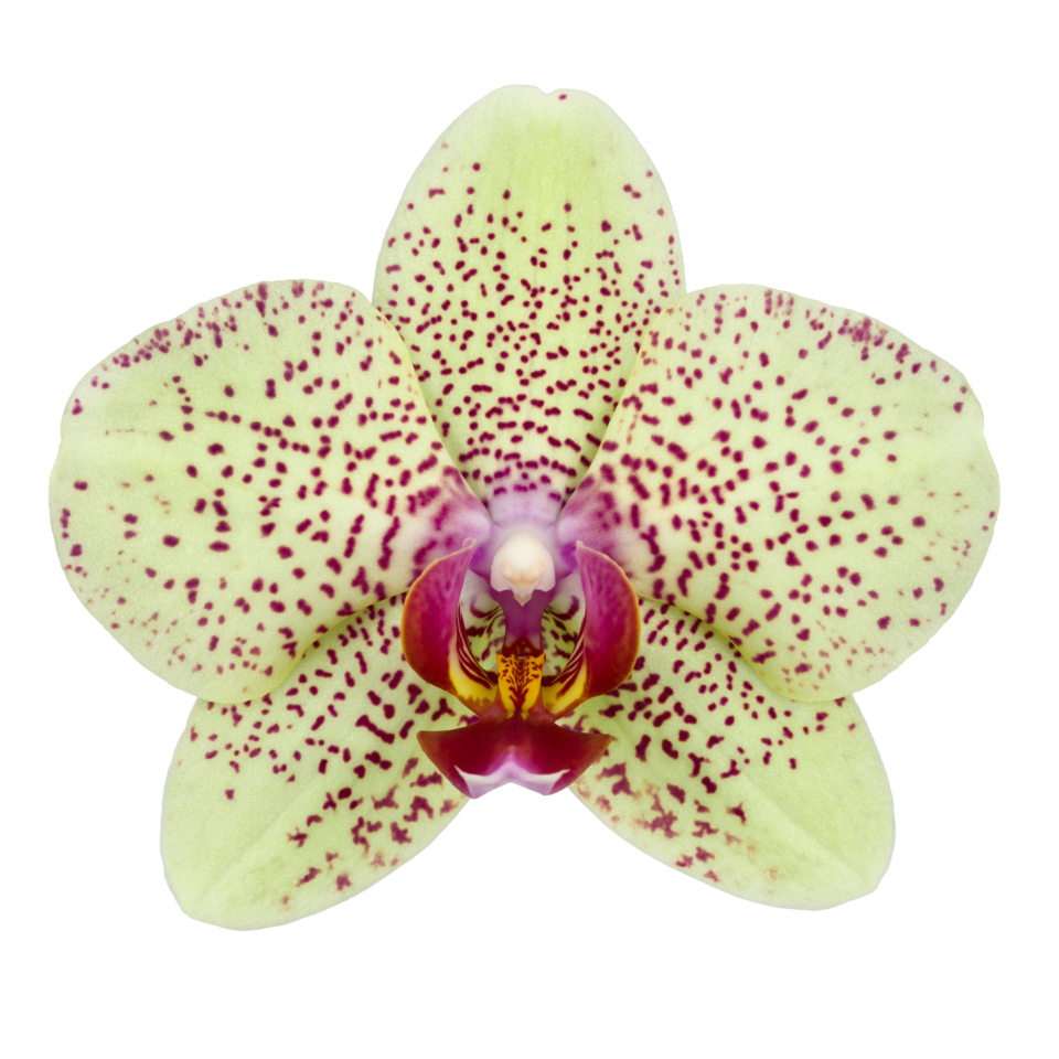 Phalaenopsis Florida Sun (Healthy in 50mm pot)