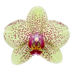 Phalaenopsis Florida Sun (Healthy in 50mm pot)