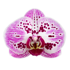 Phalaenopsis Strawberry Fields (Healthy in 50mm pot)