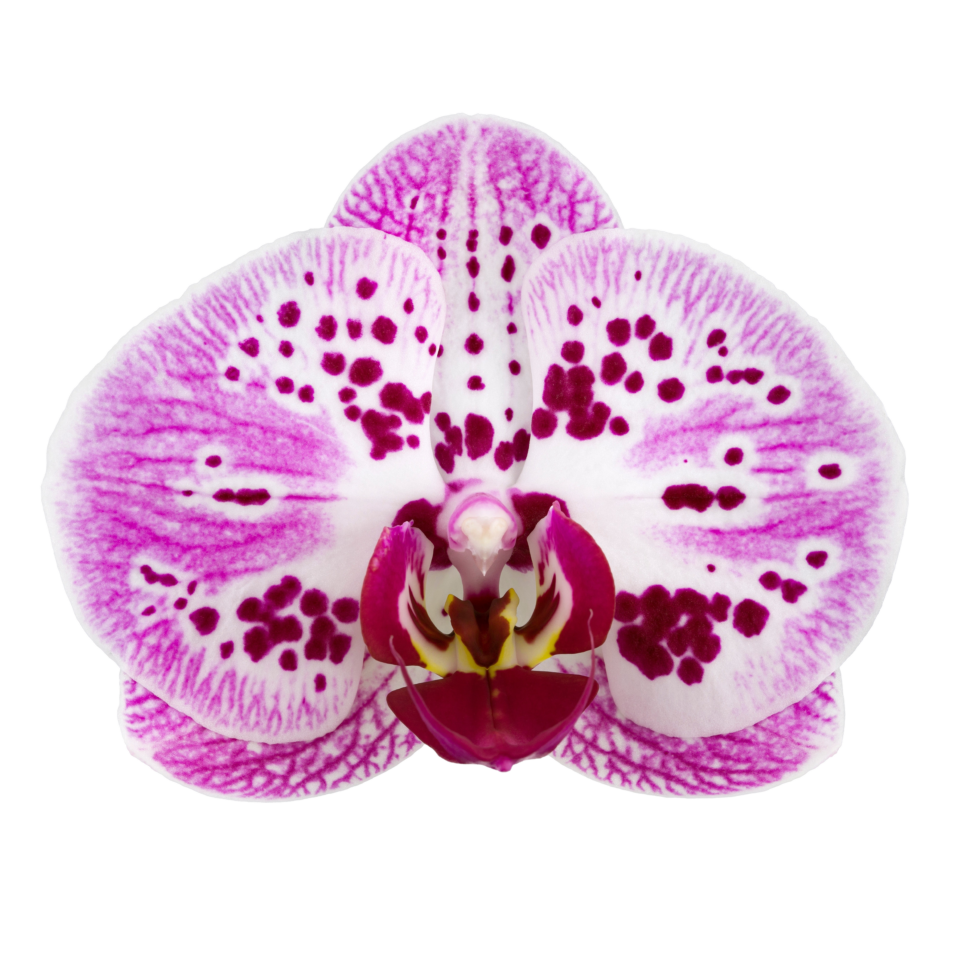 Phalaenopsis Strawberry Fields (Healthy in 50mm pot)