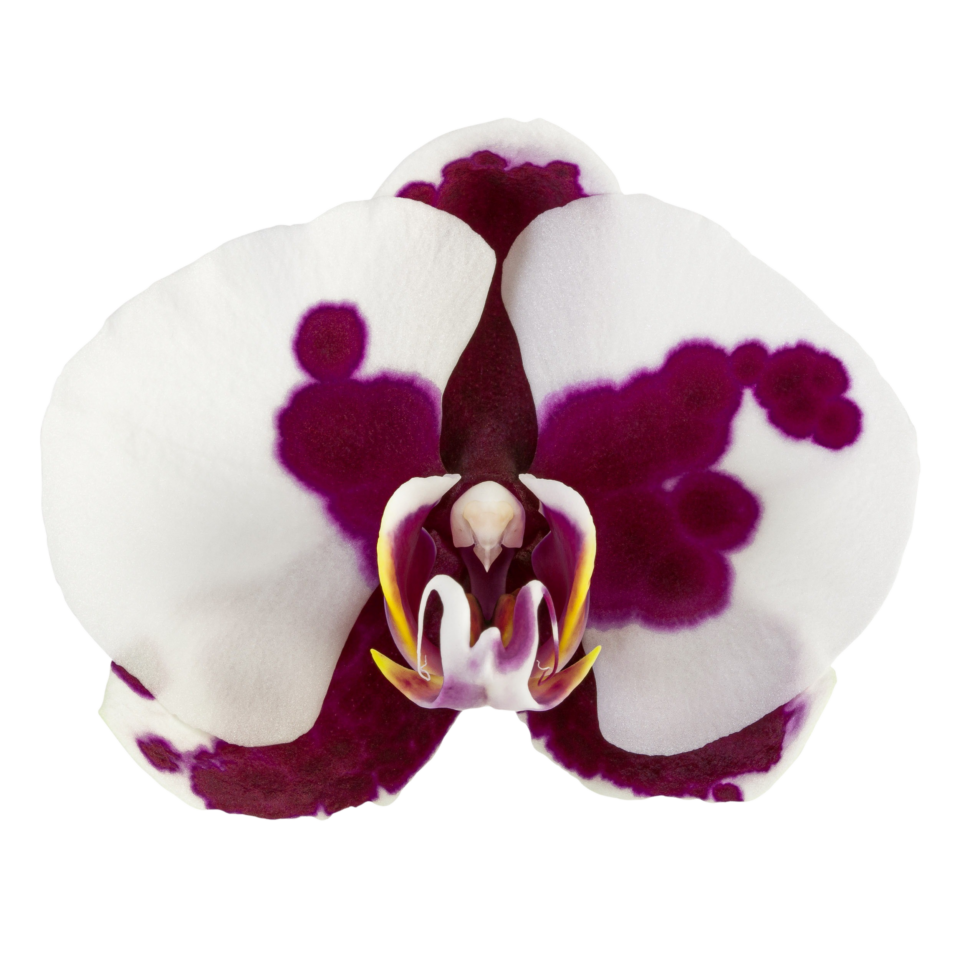 Phalaenopsis Black Magic (Healthy in 50mm pot) Main image