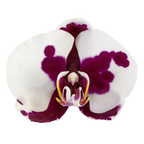 Phalaenopsis Black Magic (Healthy in 50mm pot)