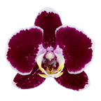 Phalaenopsis Corazion - 50mm