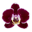 Phalaenopsis Corazion - 50mm