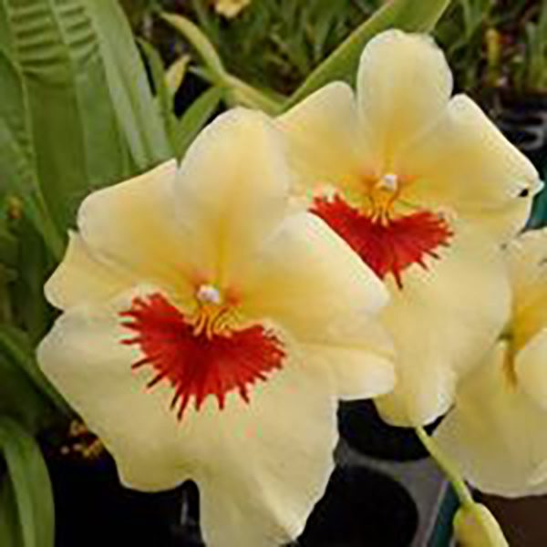 Miltoniopsis Bannana Fandango "Bannana Bread"