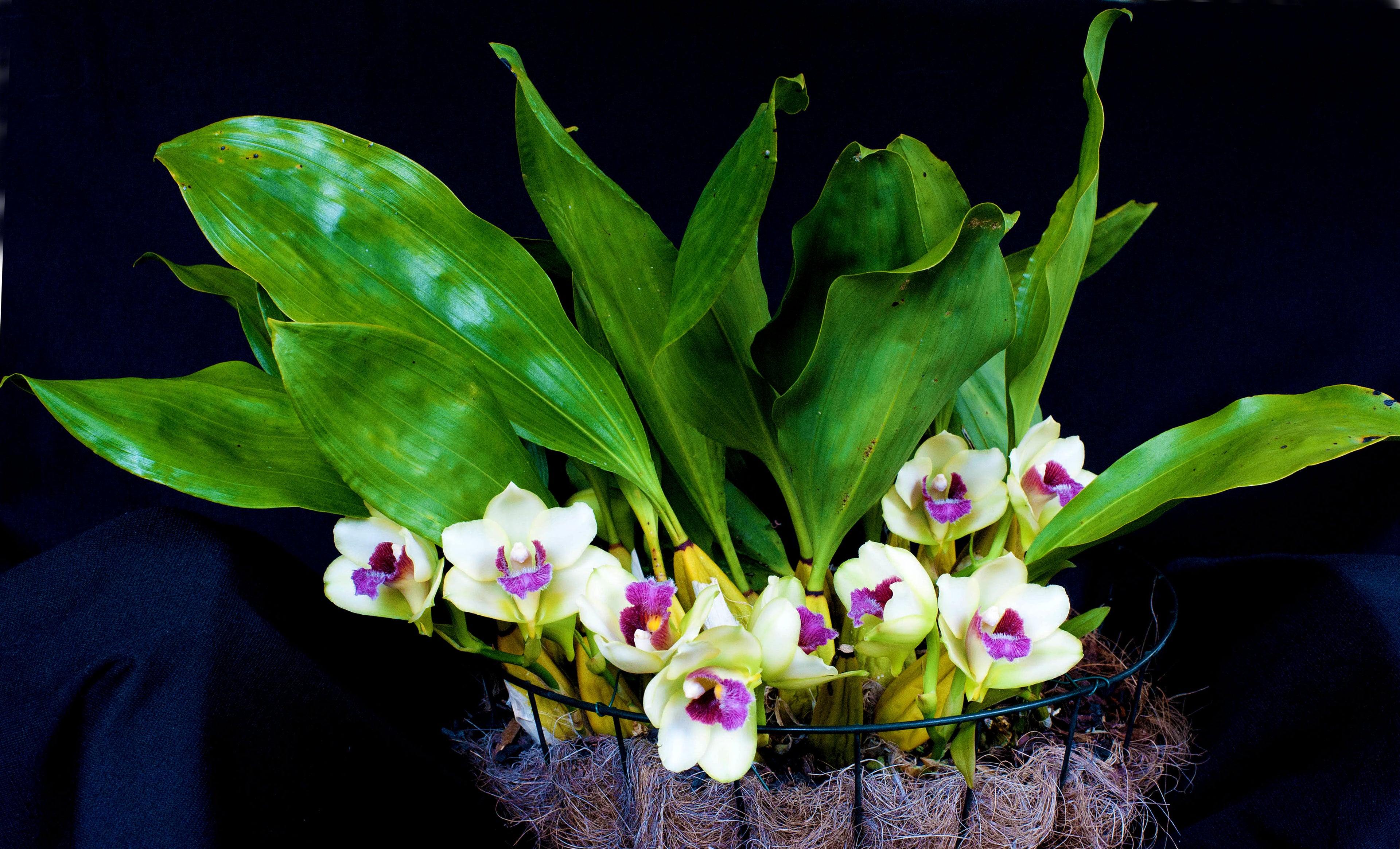 (IN SPIKE NOW)Fragrant Bifrenaria Harrisoniae Var Pubigera  (AM/NSW/AOC)