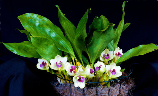 Fragrant Bifrenaria Harrisoniae Var Pubigera  (AM/NSW/AOC)