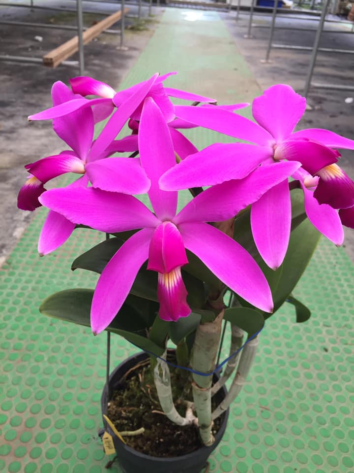 TOP - Cattleya violacea 'Big Jane' (Rare Species)