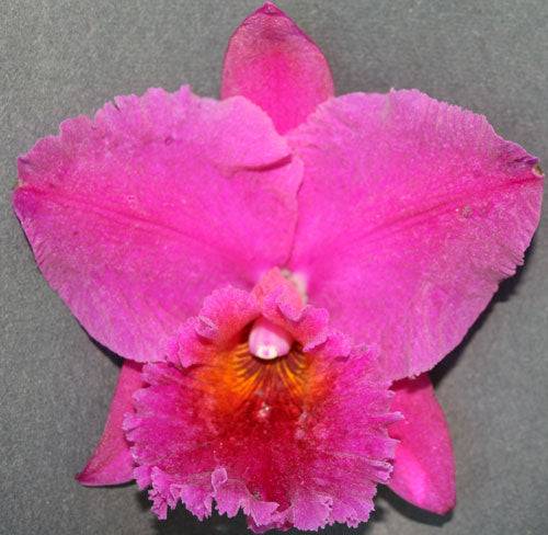 Rlc. Burdekin Delight 'Dreamtime' X Ctt. Aussie Sunset 'Cosmic Fire' AD/AOC Secondary image