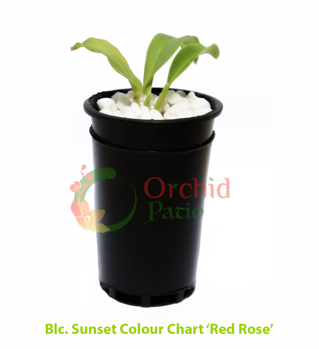 Blc. Sunset Colour Chart 'Red Rose' Secondary image