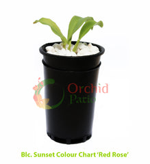 Sunset Colour Chart 'Red Rose'