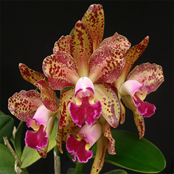 Cattleya Waianae Leopard (Spotted Cattleya)