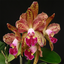 Cattleya Waianae Leopard (Spotted Cattleya)