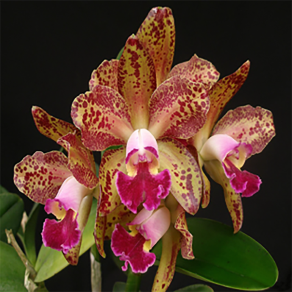 Orchid Flask ( Spotted Cattleya- C. Waianae Leopard X Jungle Gem X Ollies Folly)
