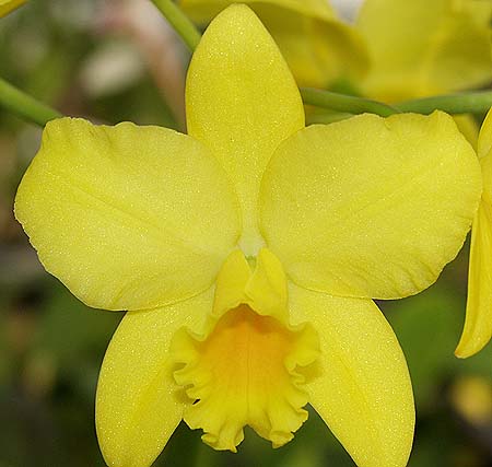 Blc. Love Sound 'Dogashima' AM/AOS