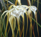TOP - Brassavola cucullata
