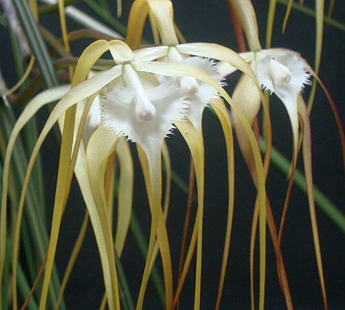 TOP - Brassavola cucullata