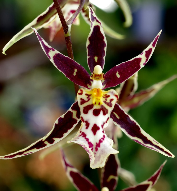 Brassidium Golden Gamine ‘White Knight’ Main image