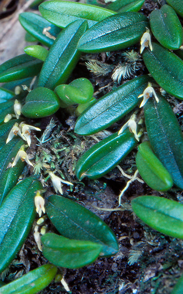 Bulbophyllum shepherdii Main image