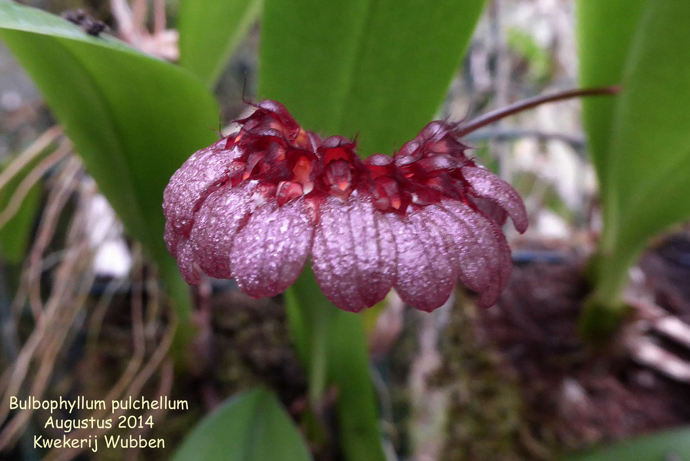 Bulbophyllum Pulchellum (Species ) Main image