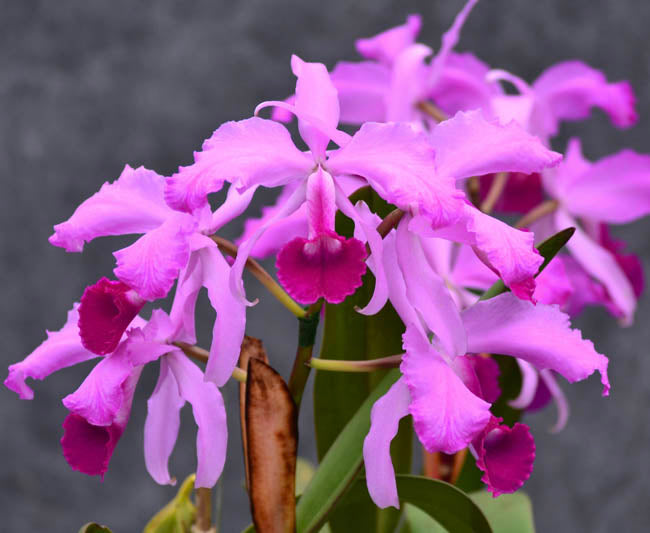 TOP Flask - Cattleya lawrenceana Main image