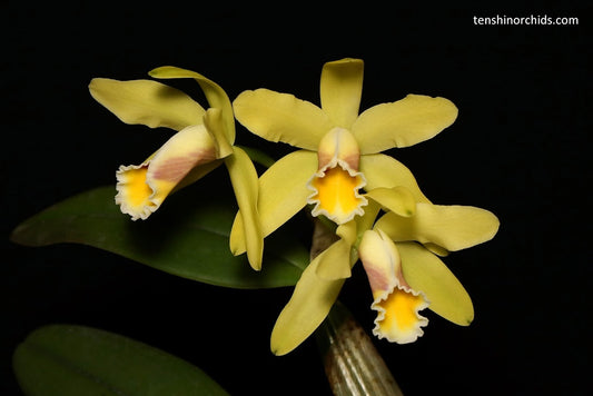 TOP - Cattleya luteola 'Quintal' 4N (Miniature Species)